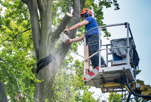 Gartenpflege, Baumrückschnitt mit Hubsteiger