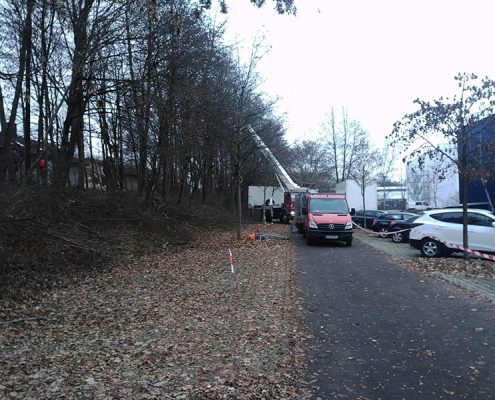 Baumfällung und Gehölzschnitt in München, © M+D Garten- und Landschaftsbau GmbH